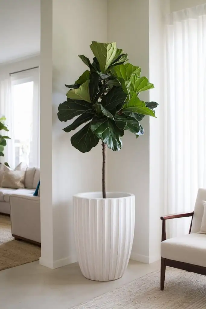 fiddle leaf fig tall room