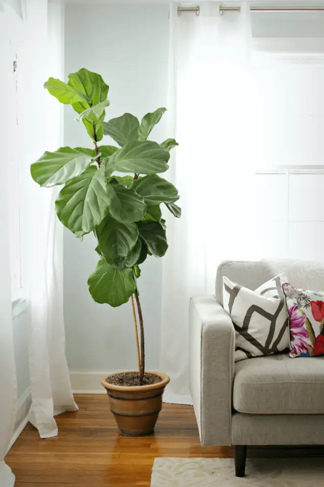 Propagation Masterclass: Growing Your Own Fiddle Leaf Fig from Scratch