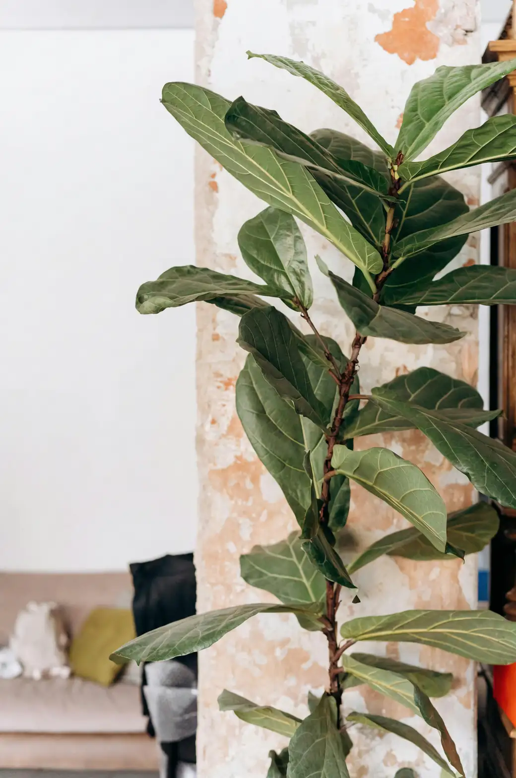 fiddle leaf fig air layering process