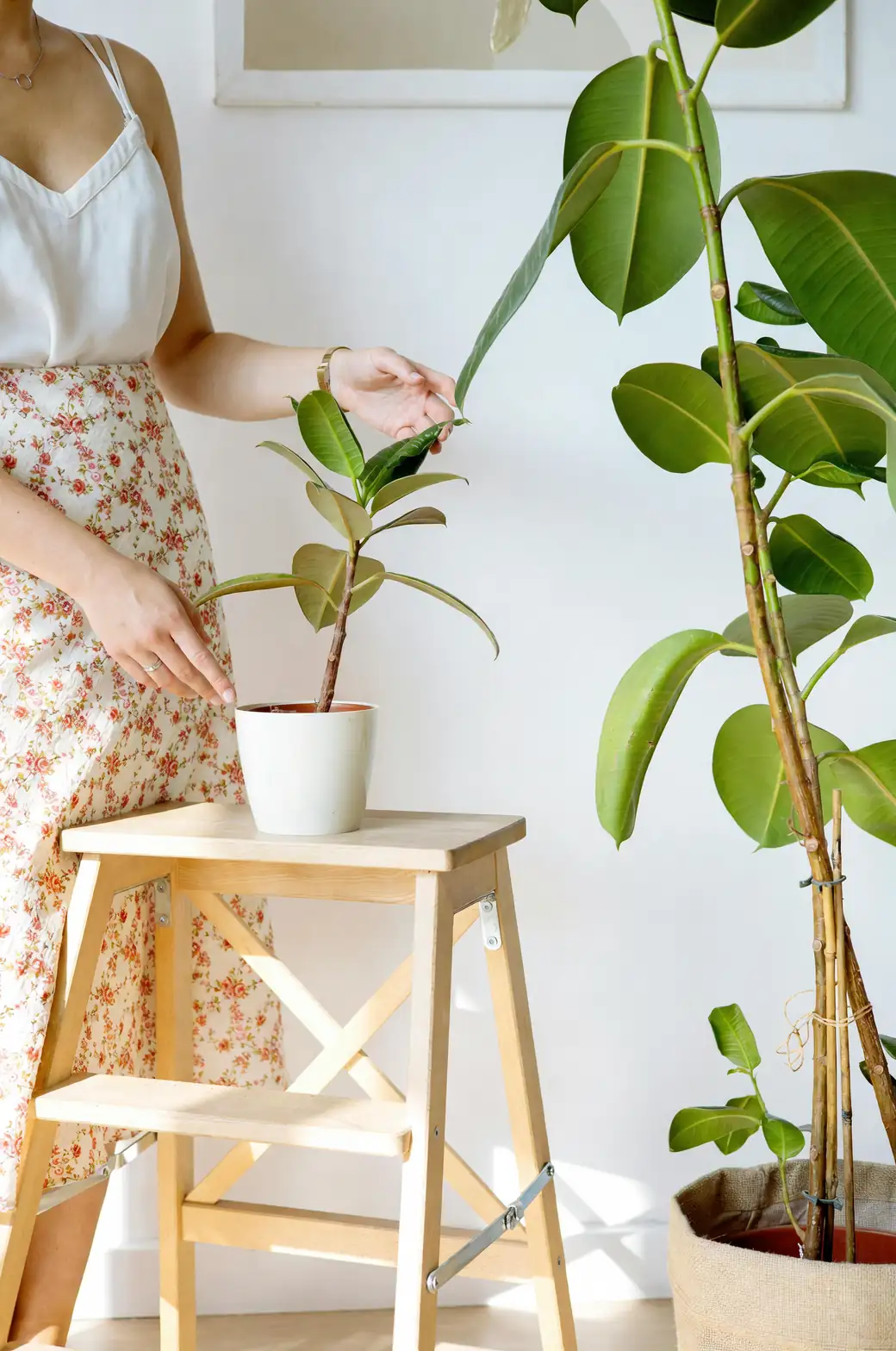 rubber plant indoor light