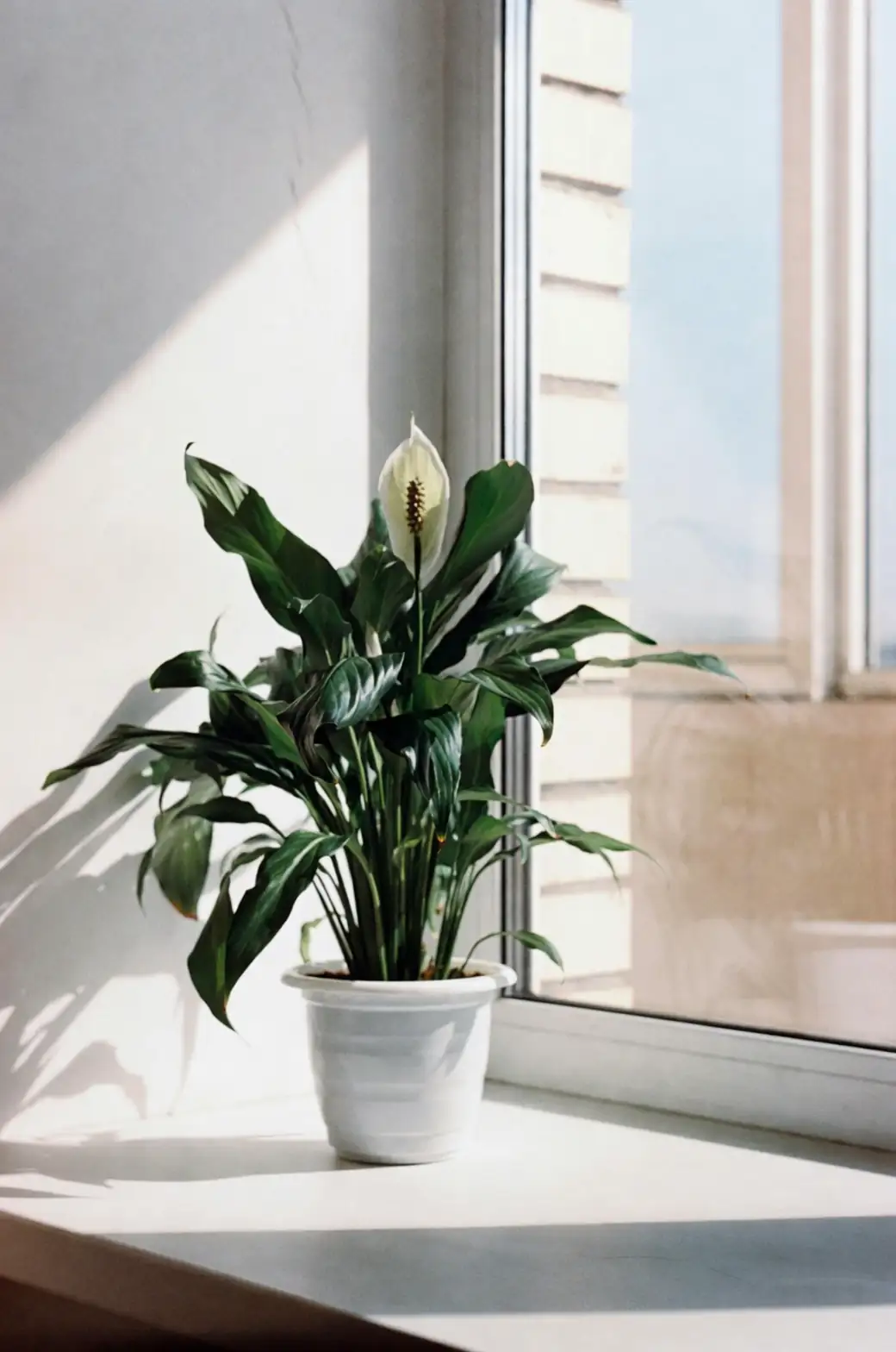 peace lily indoor pot