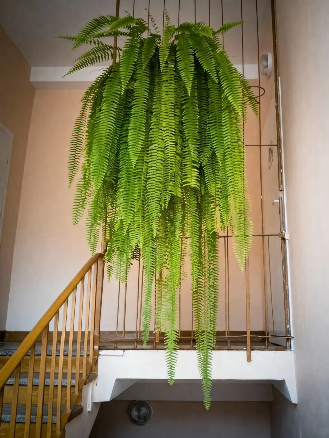 boston fern indoor display