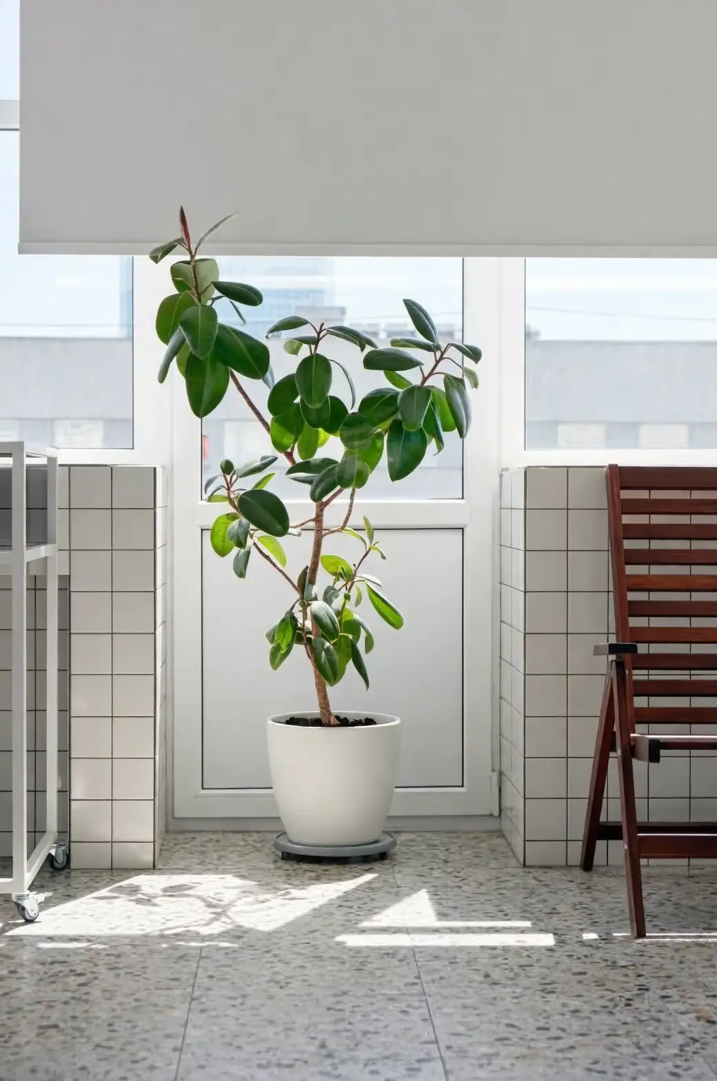 fiddle leaf fig next to window
