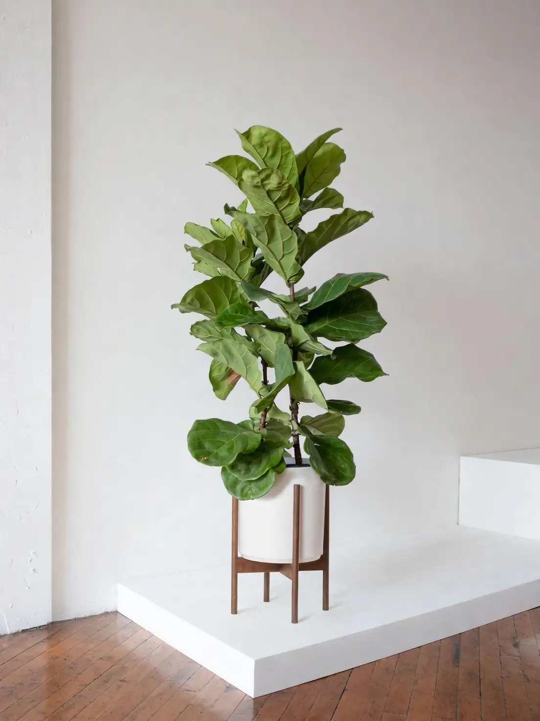 fiddle leaf fig in entryway