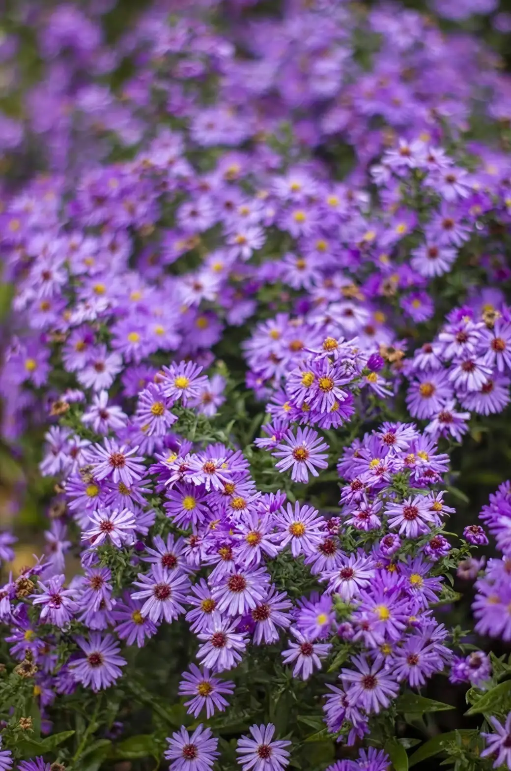 Unlocking the Secrets of Alpine Aster Care: How to Cultivate Your Own Mountain Marvel
