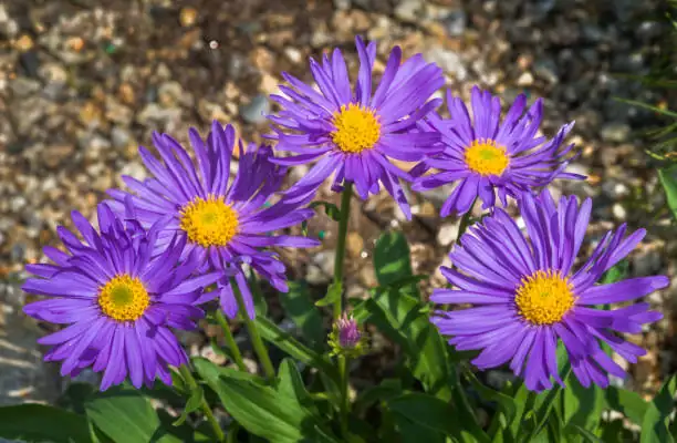 alpine aster in sunlight