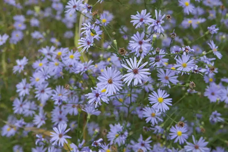 watering alpine aster garden