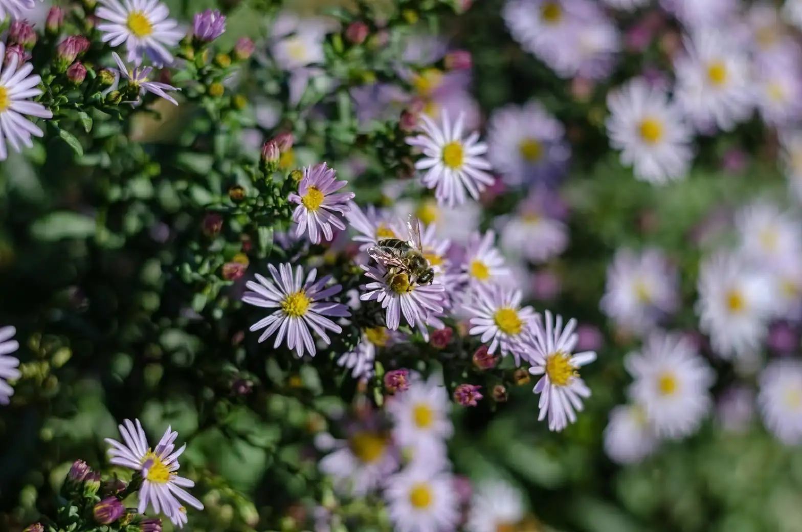 aphids on alpine aster leaves