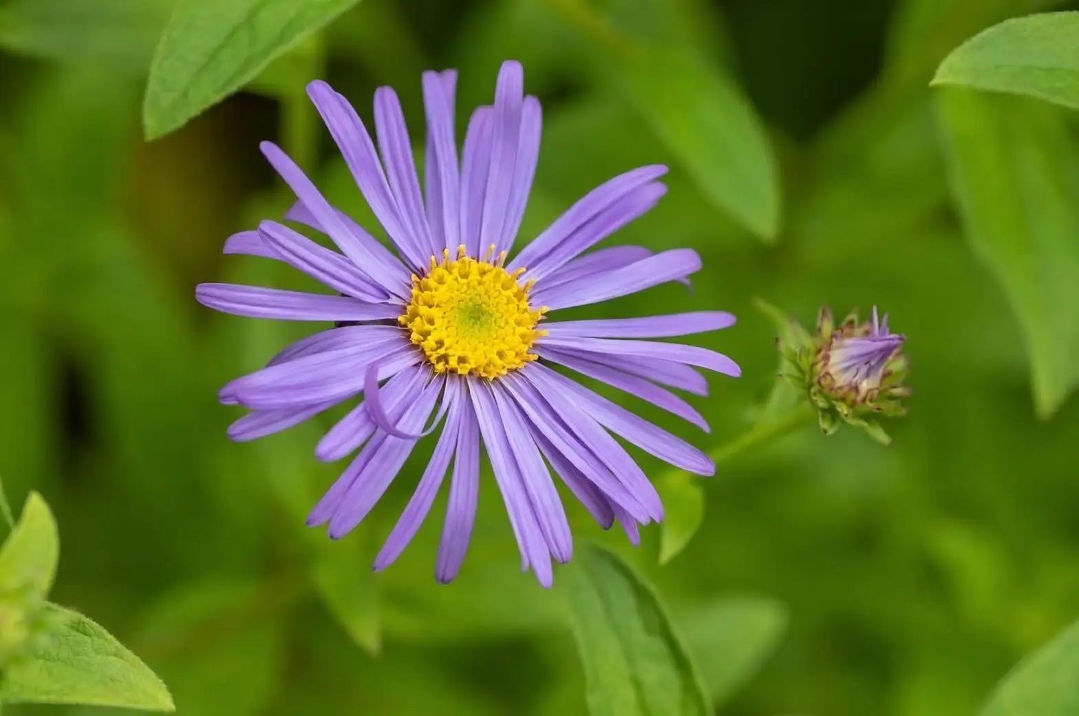 slugs near alpine aster plants