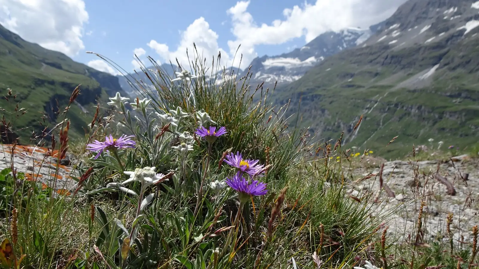 From Mountain Tops to Your Garden: The Adventurous Journey of Alpine Aster