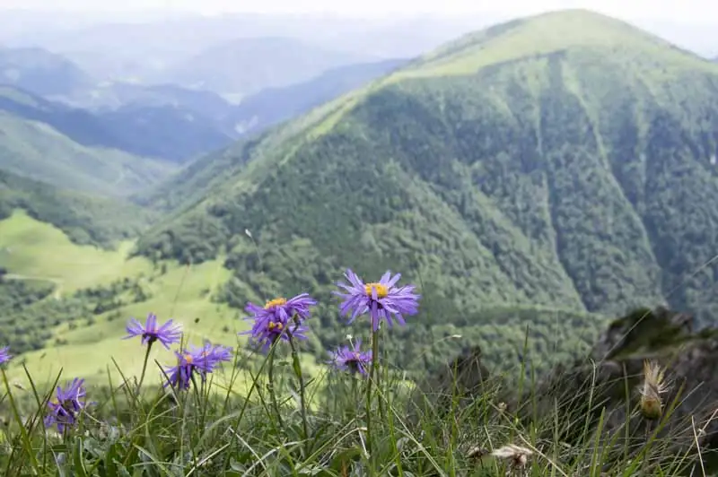 Did You Know? Fun Facts and Quirky Traits of the Alpine Aster