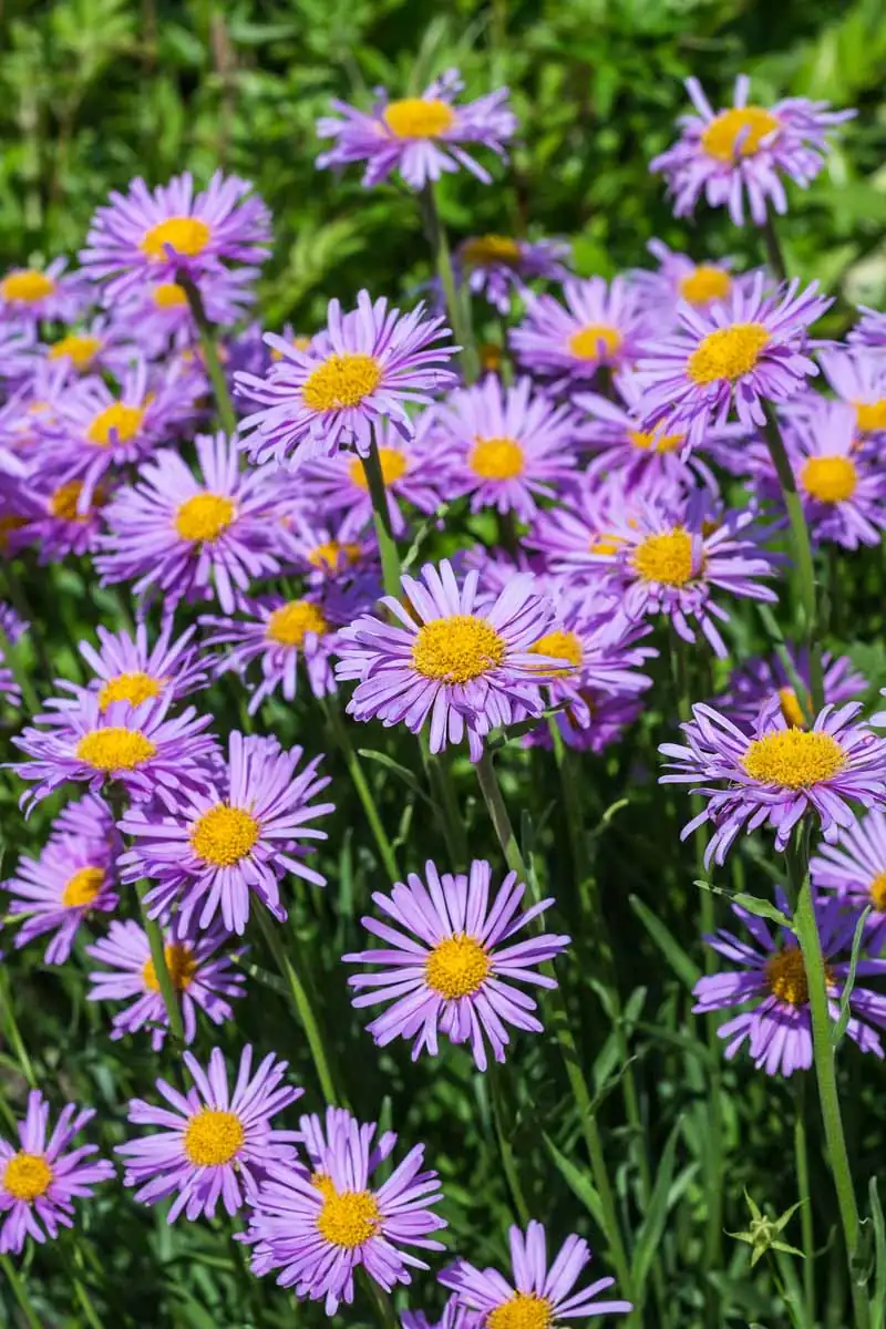 alpine aster close-up rocky soil