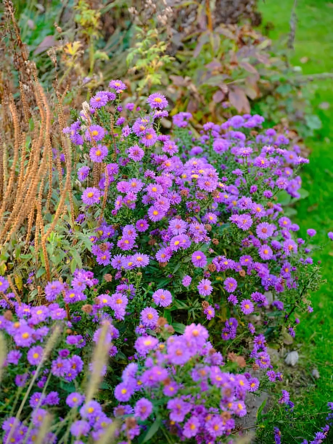 alpine aster garden setting