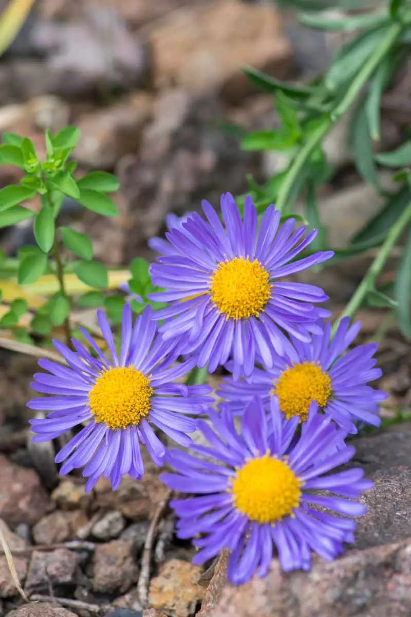 alpine aster propagation process