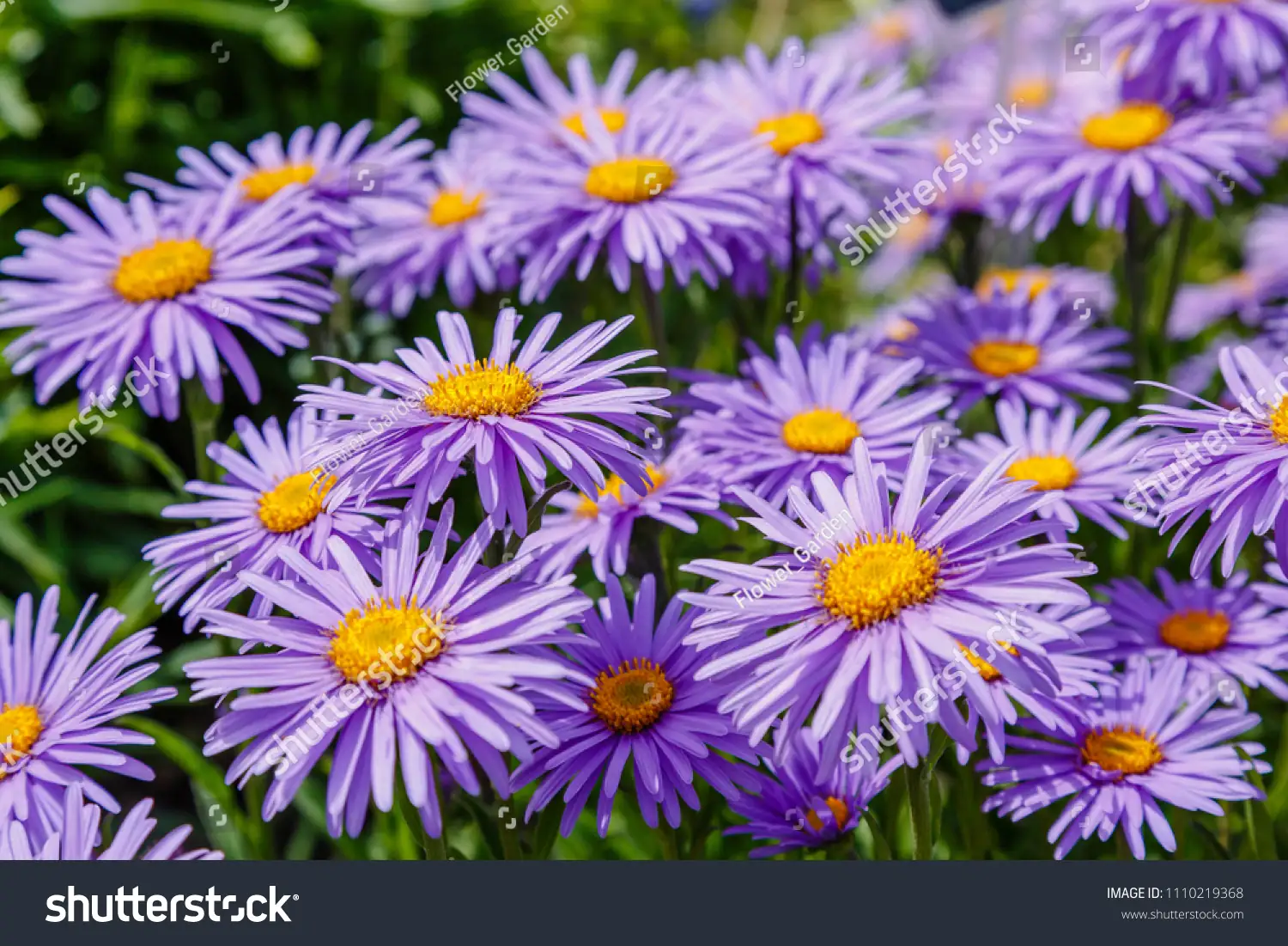 alpine aster greek mythology illustration