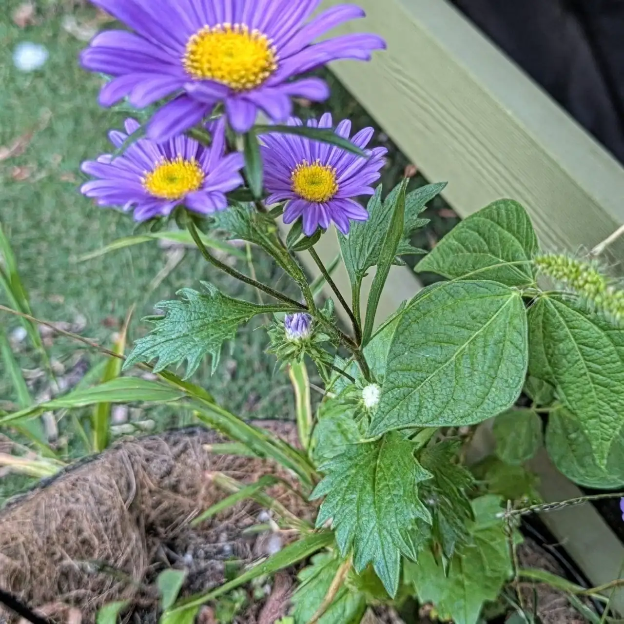 alpine aster garden care