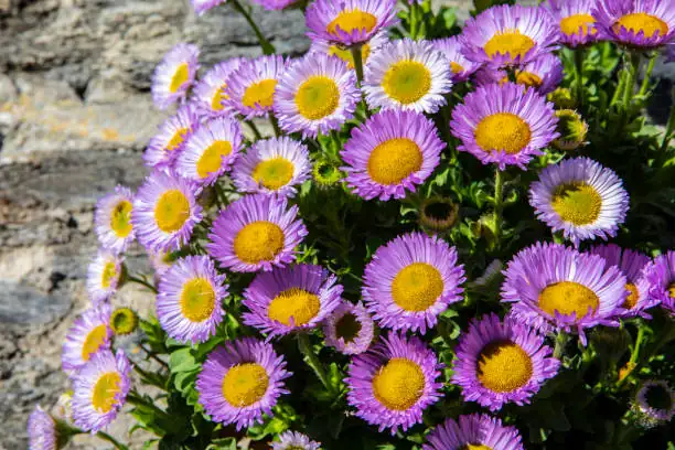Designing with Alpine Asters: Bringing a Touch of the Alps to Your Home