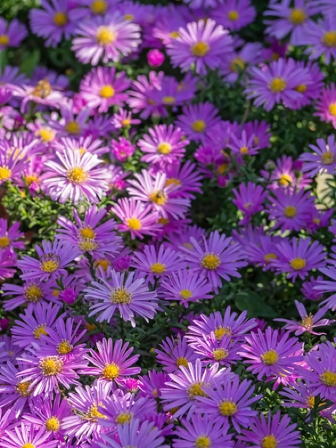 alpine aster in rock garden
