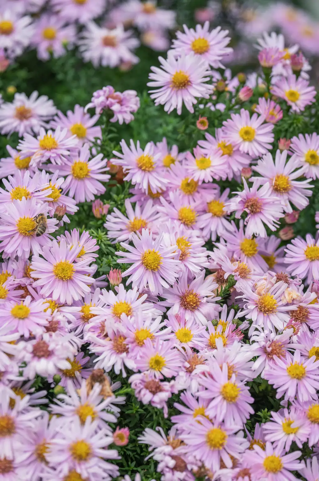 alpine aster in container on windowsill