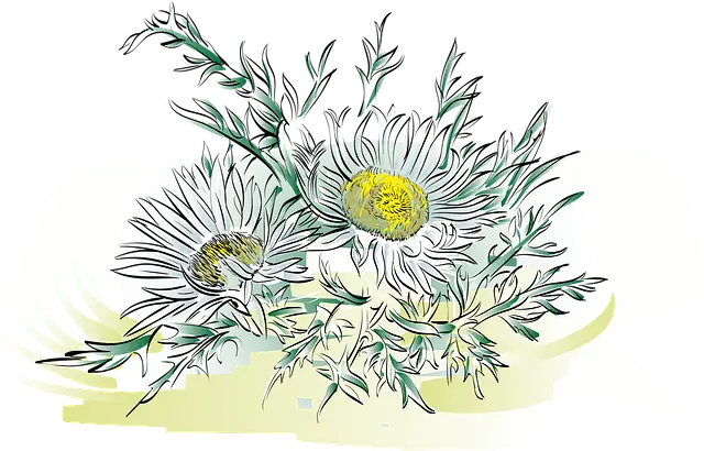 alpine aster symbolism illustration
