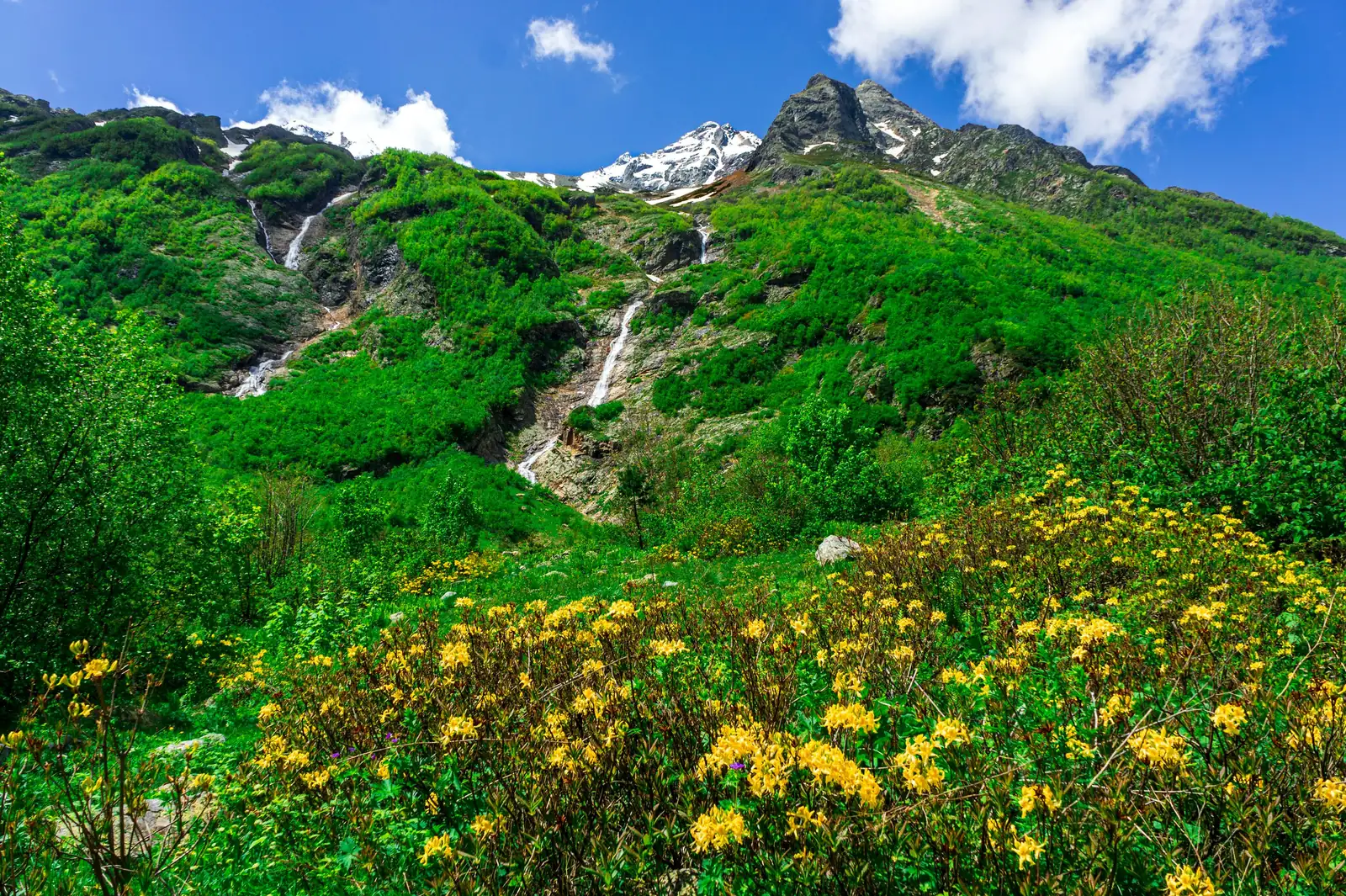 Propagation Masterclass: Growing Alpine Asters from Seeds and Cuttings