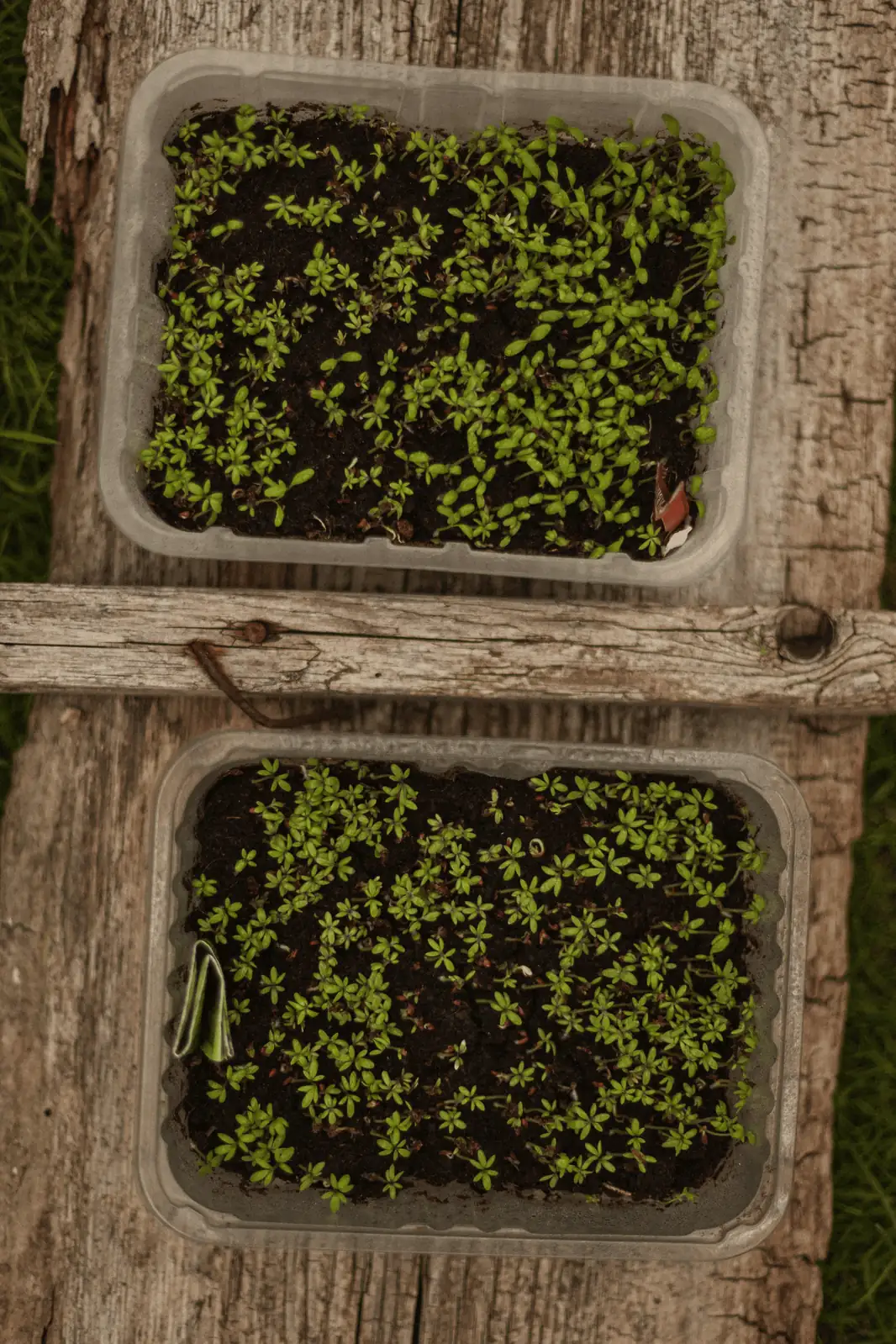 alpine aster seedling tray