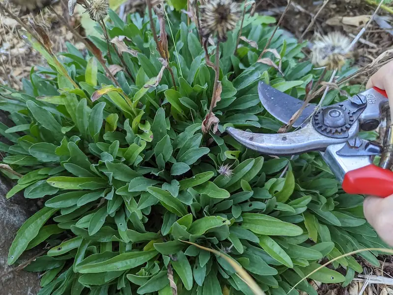 alpine aster cutting preparation