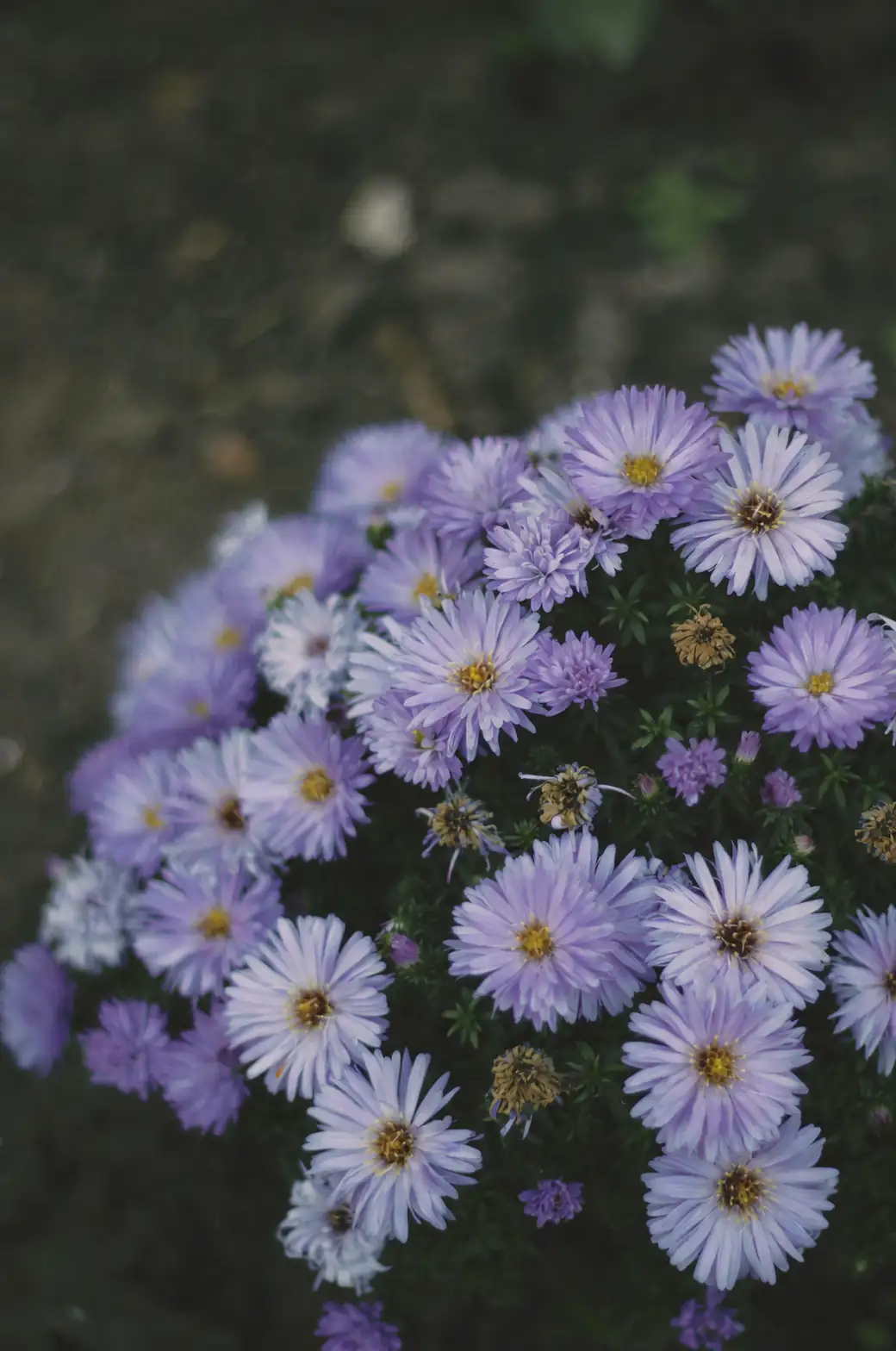 dividing alpine aster clumps