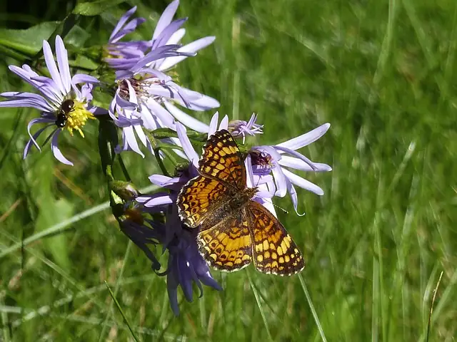 alpine aster bee butterfly