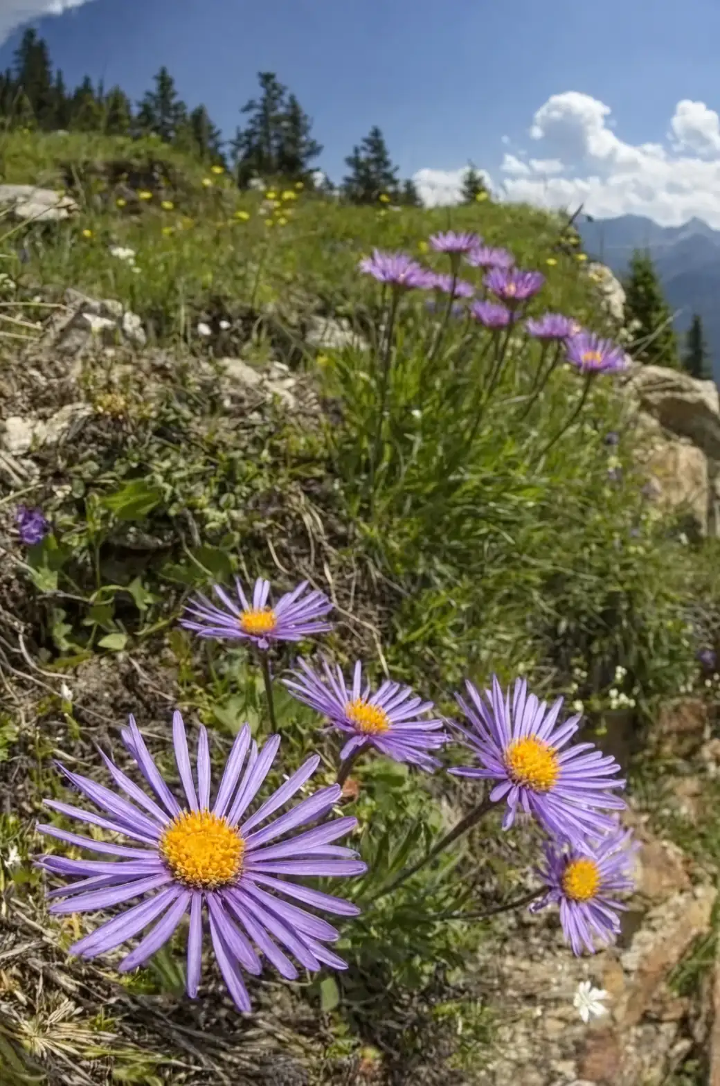 The Perfect Companions: What to Plant Alongside Alpine Asters
