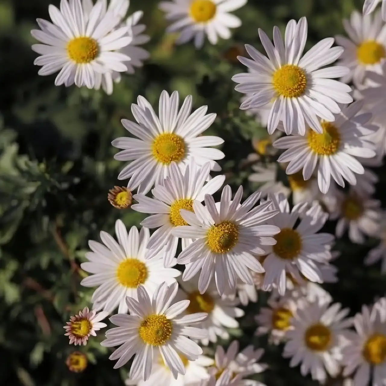 yarrow and alpine asters together