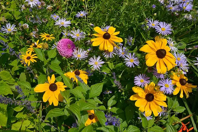 black-eyed susan and alpine asters