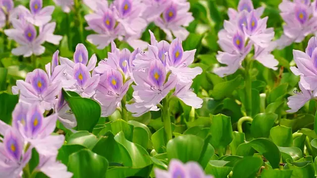 Water Like a Pro: Mastering Moisture for Happy Garden Balsams!