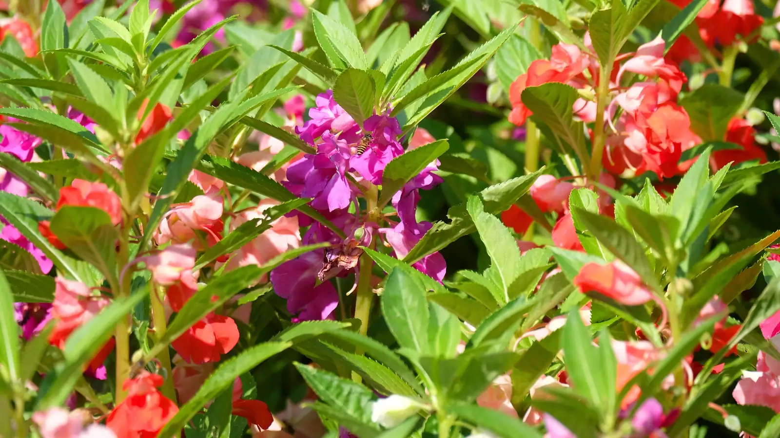 garden balsam in partial shade