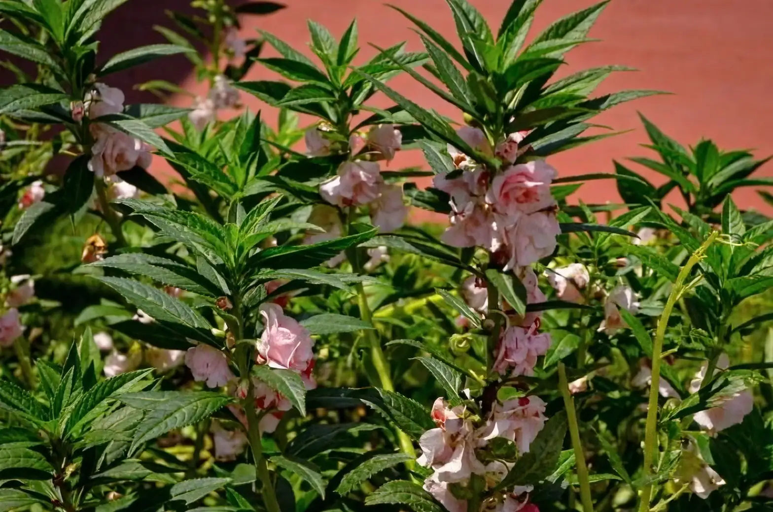 watering garden balsam plant