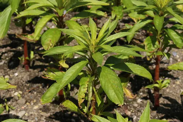 garden balsam in rich soil