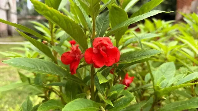 Troubleshooting the Touch-Me-Not: Balsam’s Battle with Bugs!