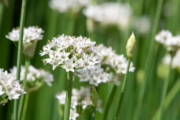 garlic and chives in garden