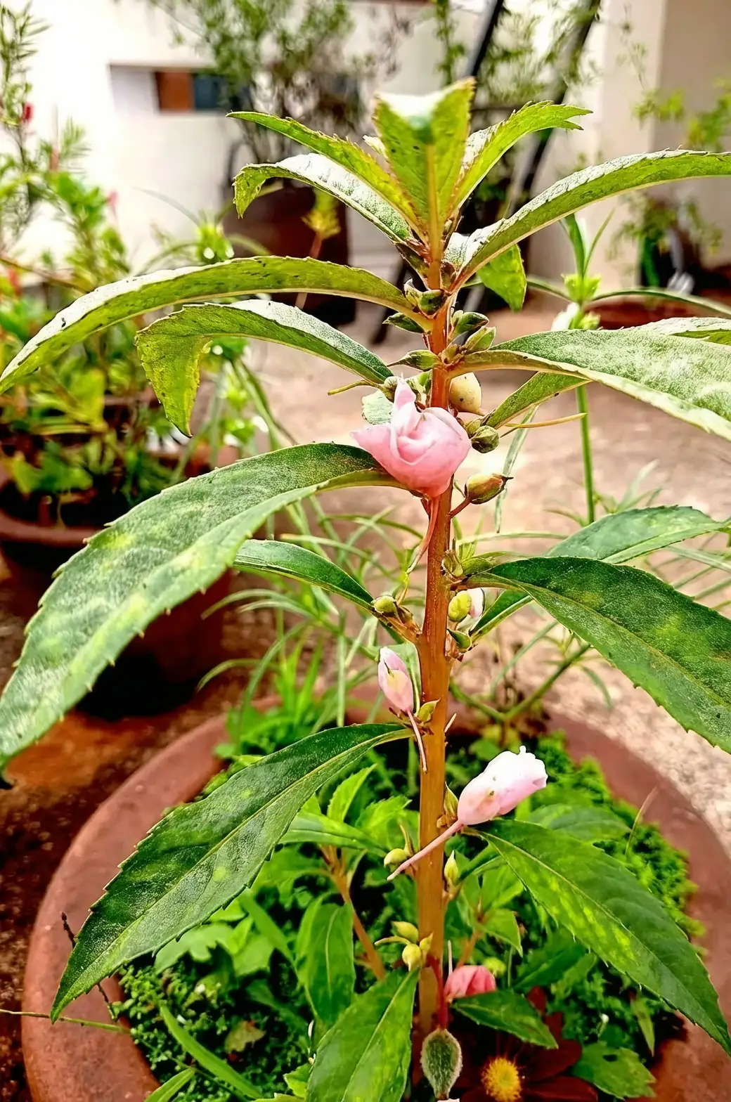 Bouncing Through Time: The Rich History of Impatiens Balsamina