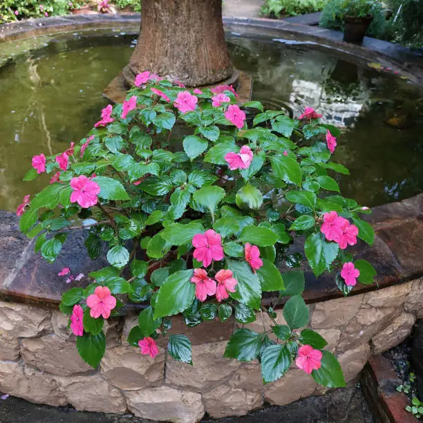 victorian garden with impatiens