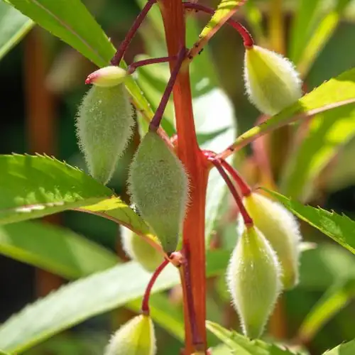 impatiens balsamina seed pods