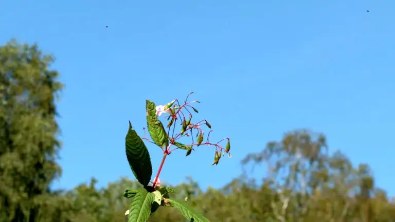 Explosive Charmer: The Fun Science Behind Balsam’s Seed Pods!