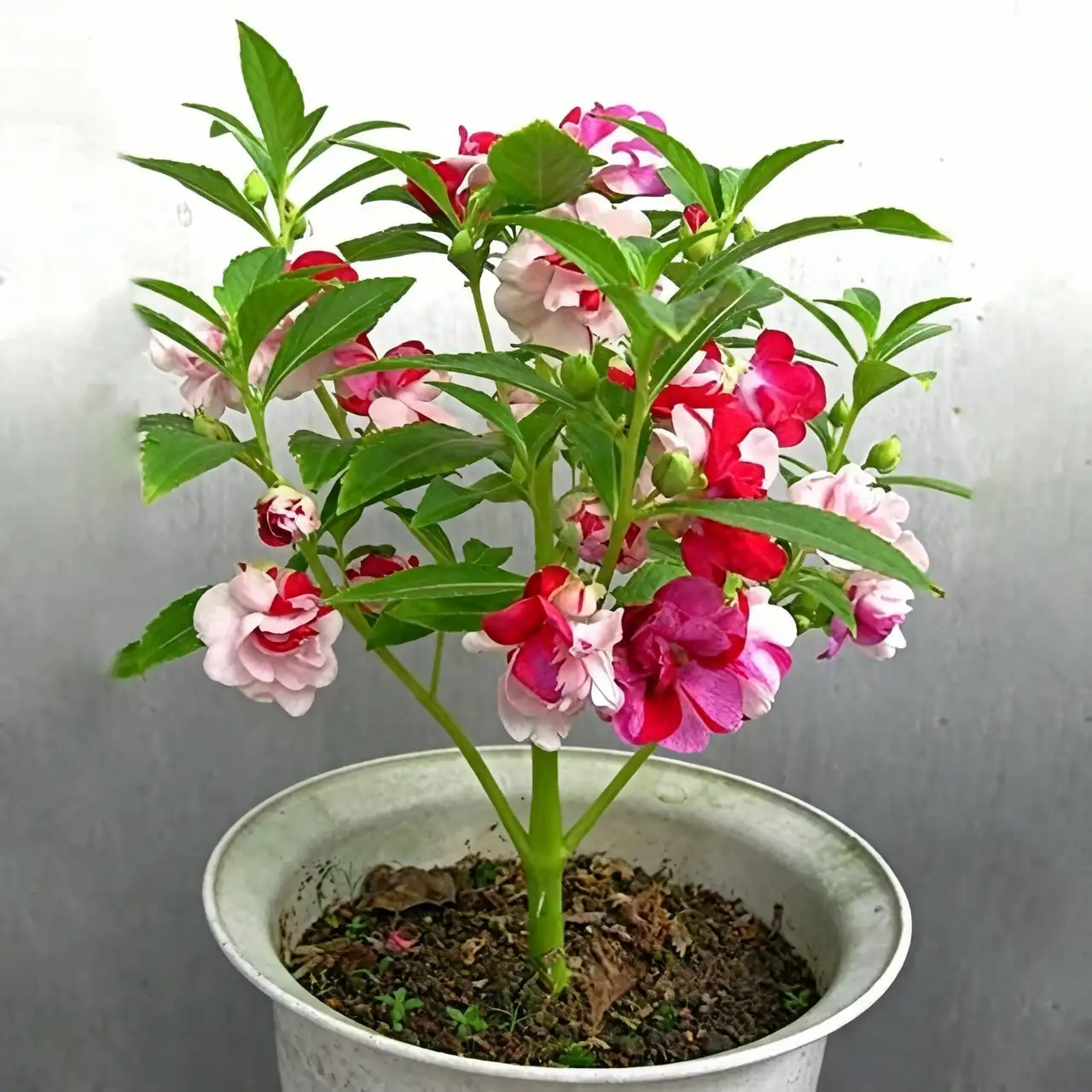 garden balsam planting process