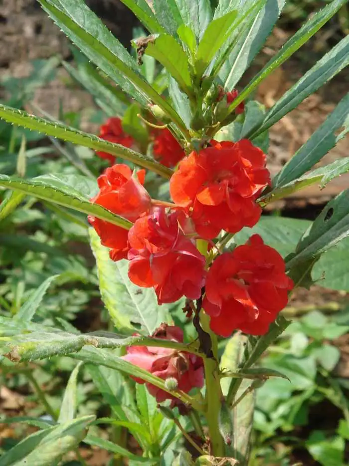 Language of Flowers: Unpacking the Symbolism of Garden Balsam