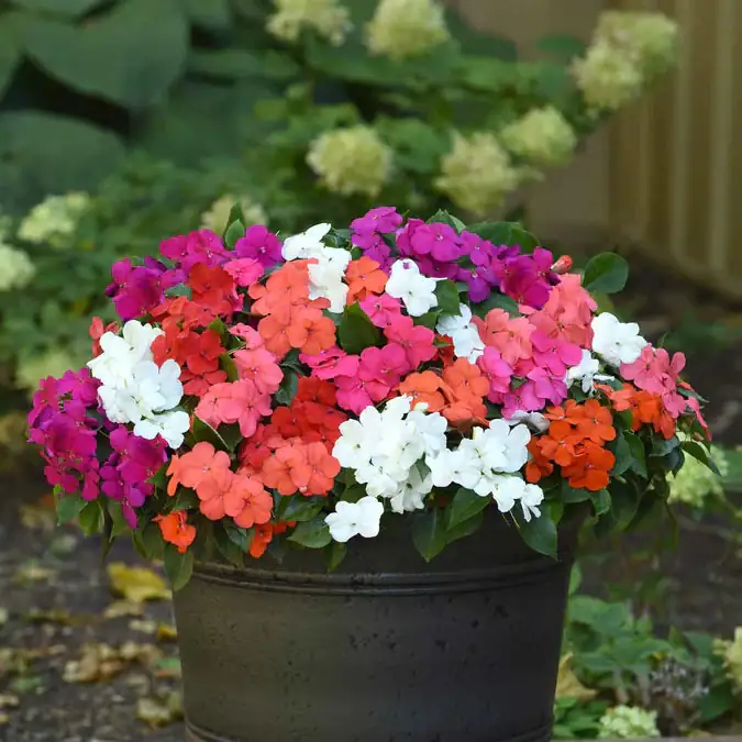 garden balsam pompom blooms