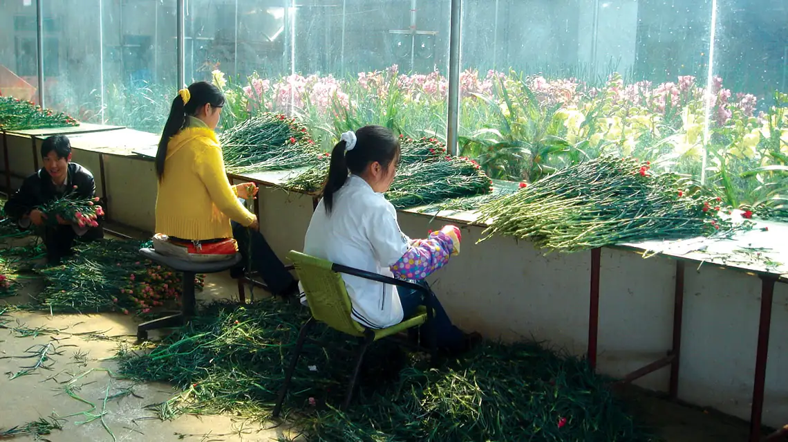 Asian garden balsam cultural use