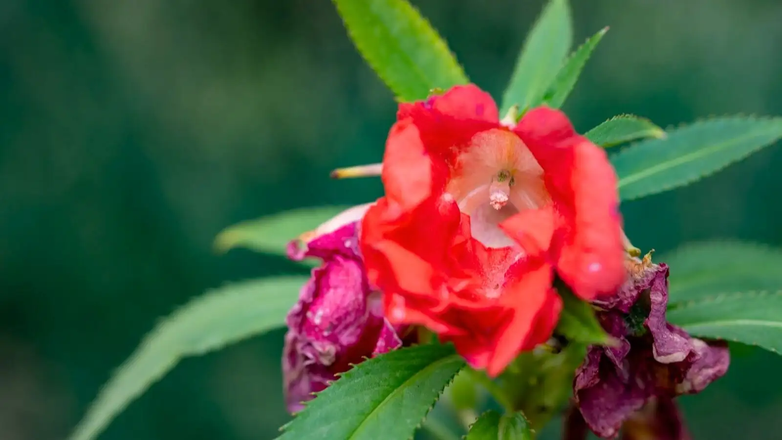 Balsam in Bloom: Designing Stunning Cottage Gardens