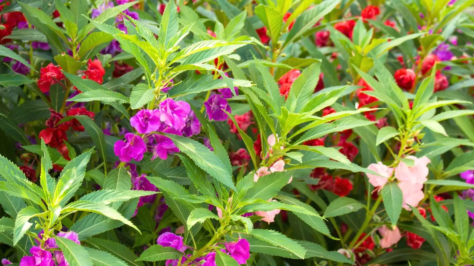 bees pollinating garden balsam