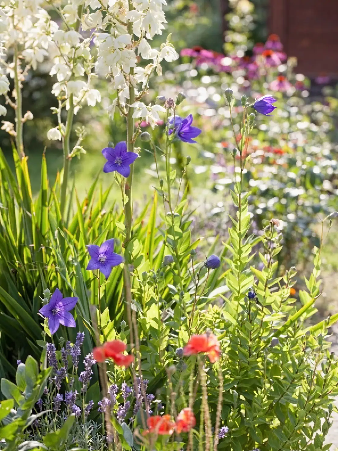 cottage garden with garden balsam and roses