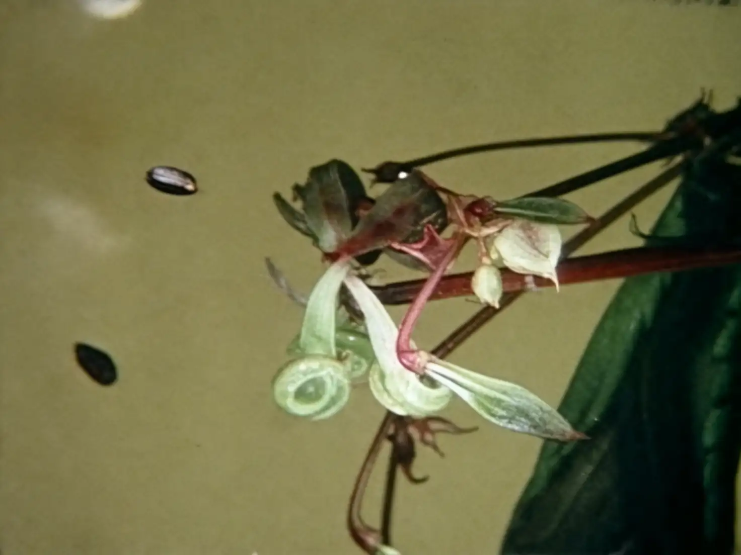 garden balsam seed pods bursting
